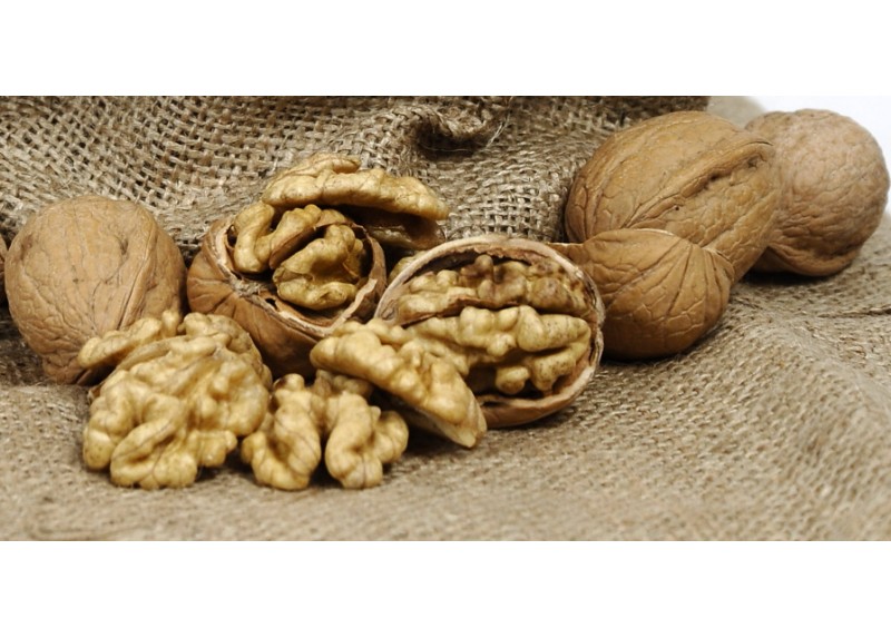 Maras Walnut in Shell 